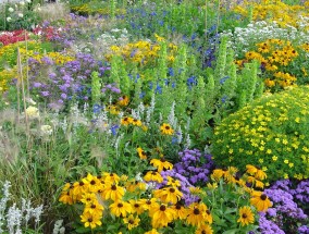 宜兴写字楼花卉种植园——水生花卉的多样性与魅力水生 花卉